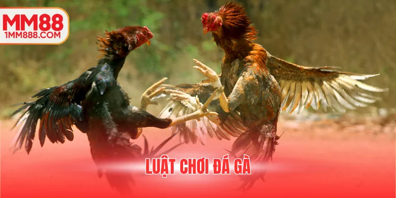 luật chơi đá gà